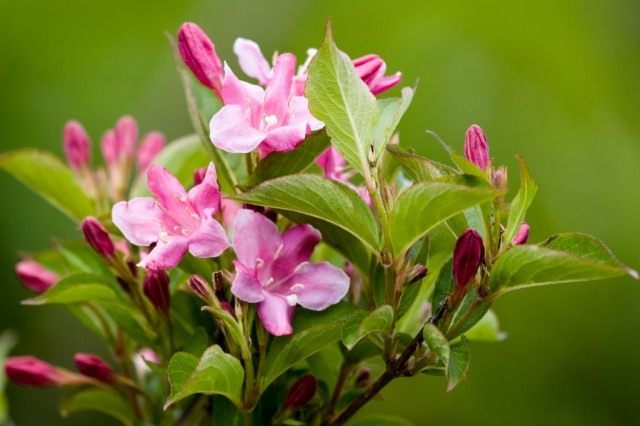 Вейгела японская (лат. Weigela japonica) Вейгела японская (Weigela japonica)