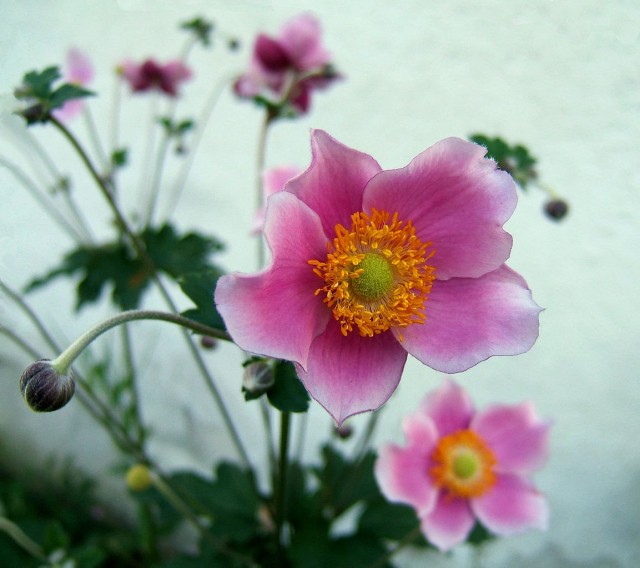 Анемона хупейская (лат. Anemone hupehensis)