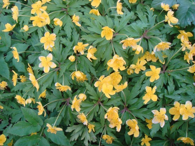 Ветреница лютичная (лат. Anemone ranunculoides)