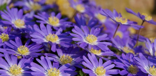 Анемона нежная (лат. Anemone blanda)