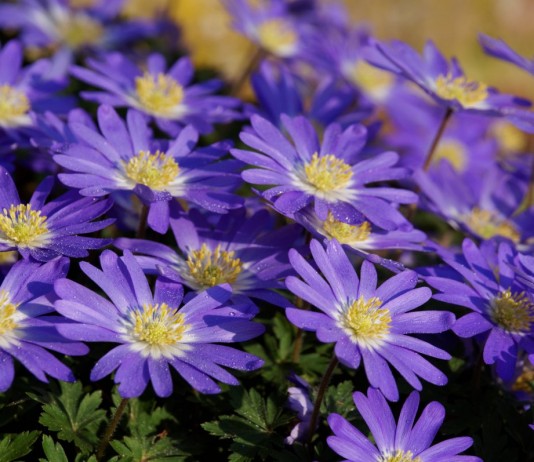 Анемона нежная (лат. Anemone blanda)