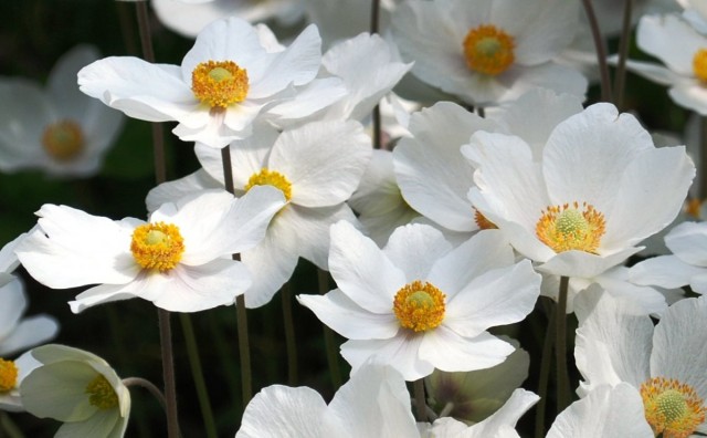 Ветреница лесная (Anemone sylvestris)