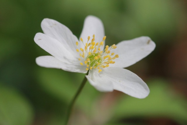 Ветреница дубравная (лат. Anemone nemorosa)