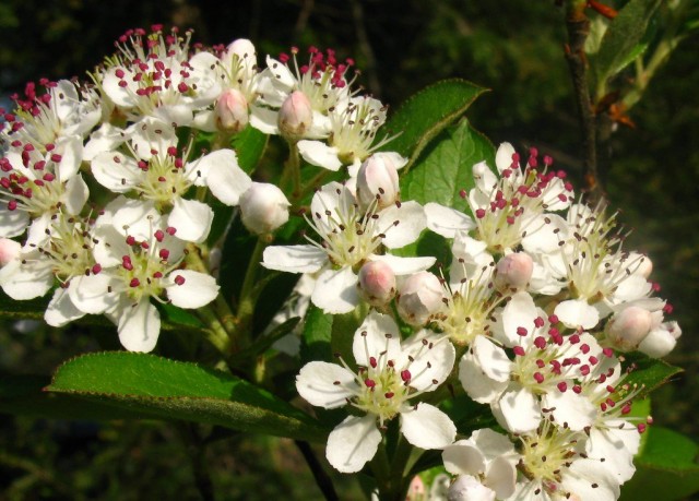 Черноплодная рябина (лат. Aronia melanocarpa)