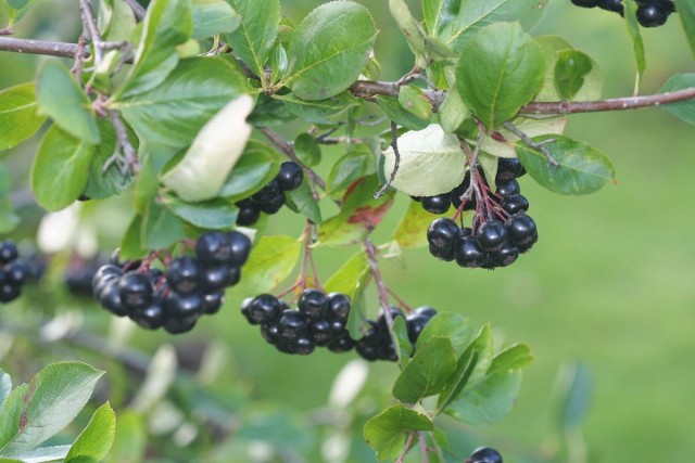 Черноплодная рябина (лат. Aronia melanocarpa)