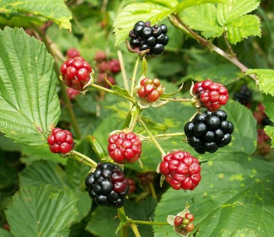 Ежевика, или запах леса