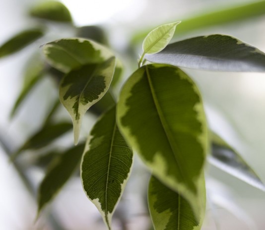 Пестролистный Фикус Бенджамина