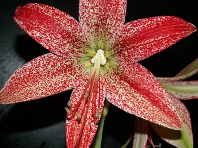 Гиппеаструм пятнистый (Нippeastrum pardinum) Гиппеаструм пятнистый (Нippeastrum pardinum)