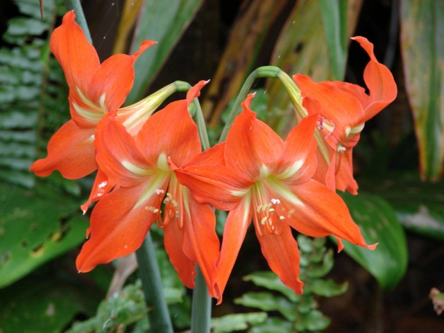 Гиппеаструм красноватый (Нippeastrum striatum / striata / rutilum) Гиппеаструм красноватый (Нippeastrum striatum / striata / rutilum)