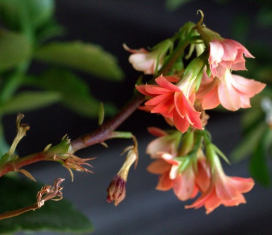 Цветение каланхоэ