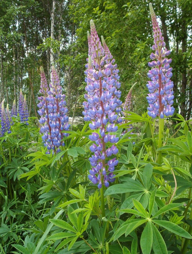 Люпин многолистный (Lupinus polyphyllus) Люпин многолистный (Lupinus polyphyllus)