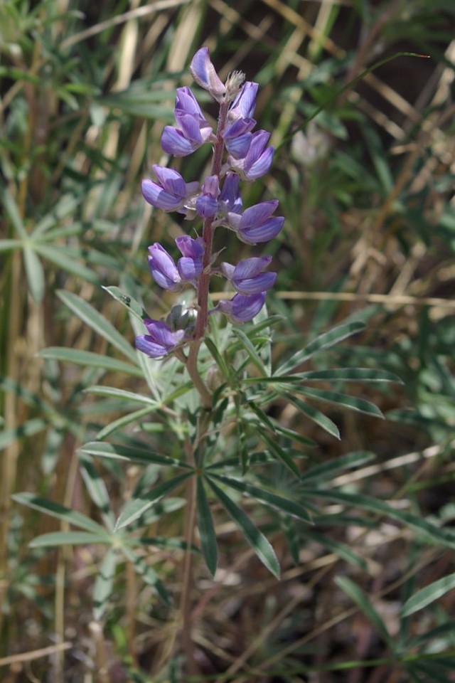 Люпин серебристый (Lupinus argenteus) Люпин серебристый (Lupinus argenteus)