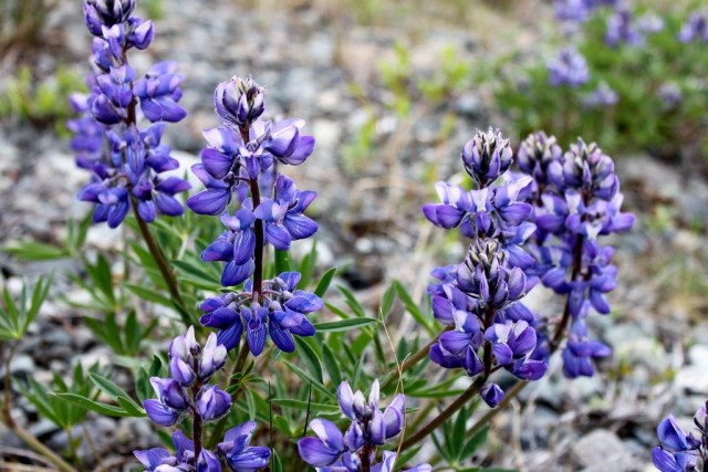Люпин арктический (Lupinus arcticus) Люпин арктический (Lupinus arcticus)