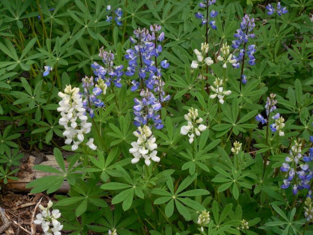 Люпин широколистный (Lupinus latifolius var. subalpinus) Люпин широколистный (Lupinus latifolius var. subalpinus)