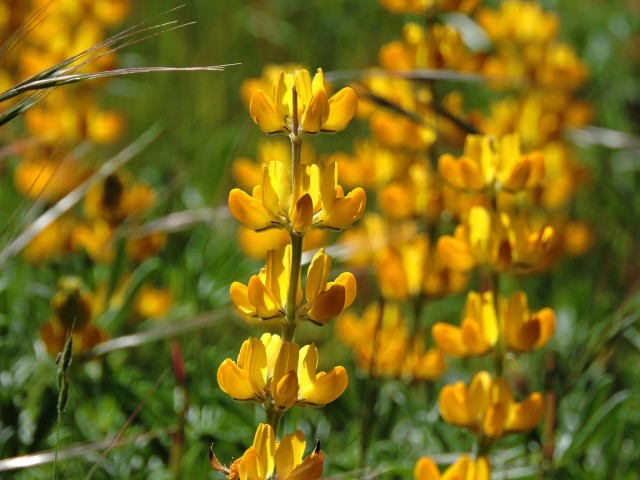 Люпин желтый (Lupinus luteus) Люпин желтый (Lupinus luteus)
