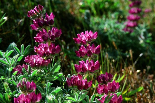 Люпин мелколистный (Lupinus microcarpus) Люпин мелколистный (Lupinus microcarpus)