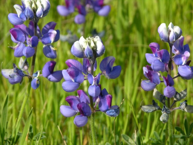 Люпин карликовый (Lupinus nanus) Люпин карликовый (Lupinus nanus)