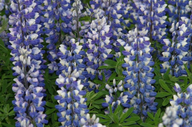 Люпин нутканский (Lupinus nootkatensis) Люпин нутканский (Lupinus nootkatensis)