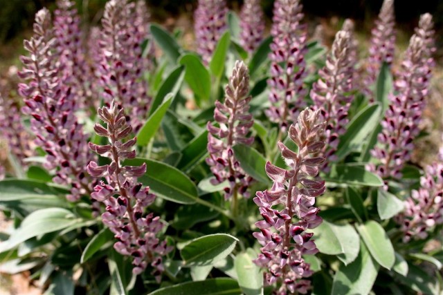 Люпин мохнатый (Lupinus villosus) Люпин мохнатый (Lupinus villosus)