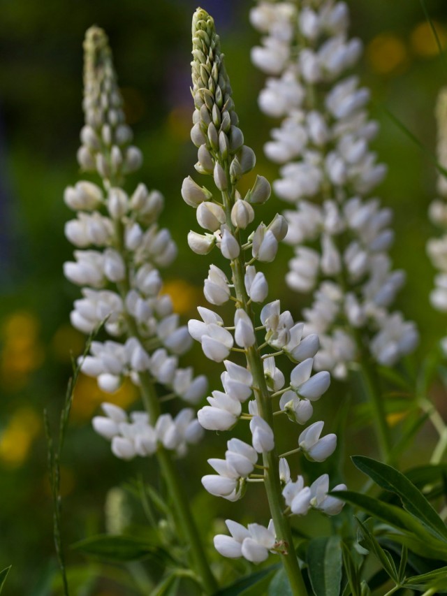 Люпин белый (Lupinus albus) Люпин белый (Lupinus albus)