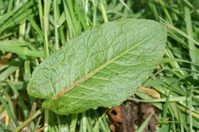 Лист щавеля (Rumex) Лист щавеля (Rumex)