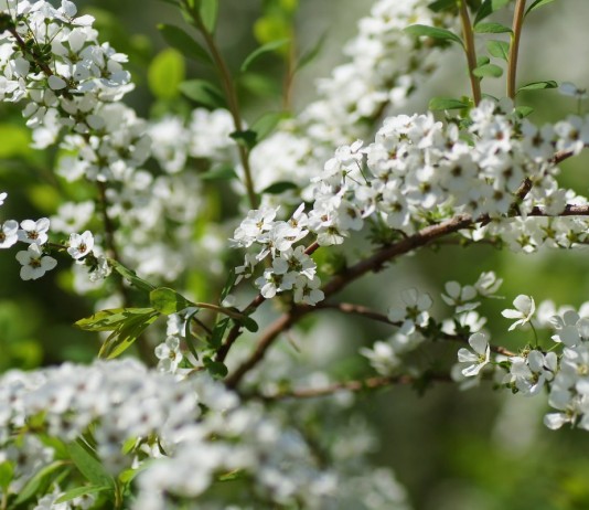 Спирея Тунберга