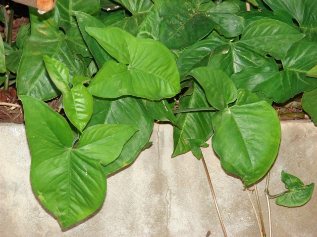 Сингониум ножколистный (S. podophyllum)