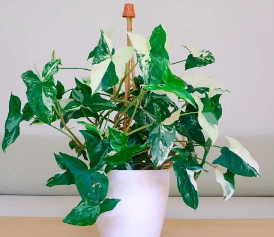 Сингониум — растение под знаком Девы - Комнатные растения Сингониум (Syngonium) - красивая быстрорастущая лиана с многочисленными эффектными листьями