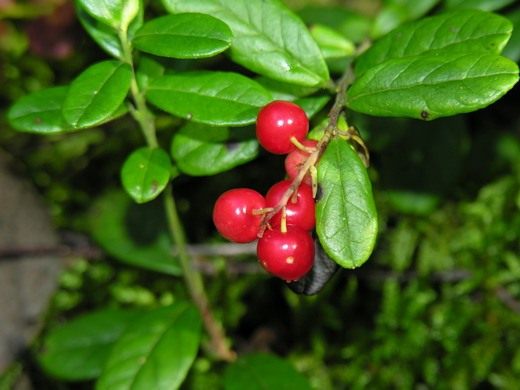 Брусника — ягода здоровья - Ягодник Брусника