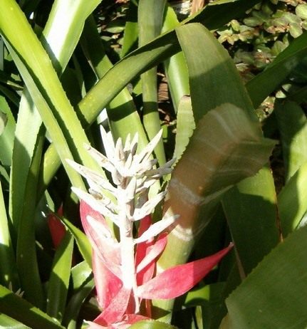 Бильбергия