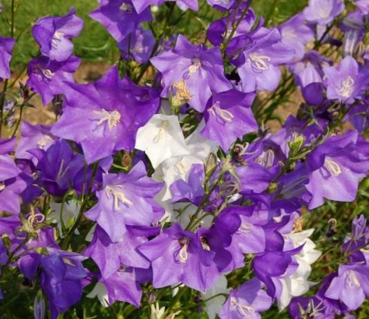 «Колокольчики мои, цветики степные…» - Цветник и ландшафт Колокольчик персиколистный (Campanula persicifolia)