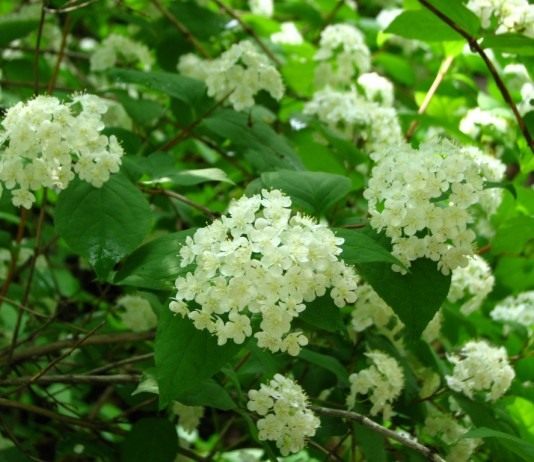 Дейция — белоснежная красавица - Цветник и ландшафт Дейция амурская