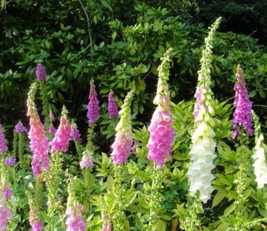 Наперстянка, или Дигиталис (Digitalis)