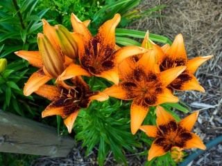 Лилия 'Orange Art' Лилия 'Orange Art'