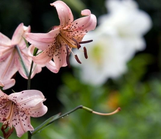 Лилия — нескромная азиатка - Цветы многолетние Лилия 'Pink Twinkle'