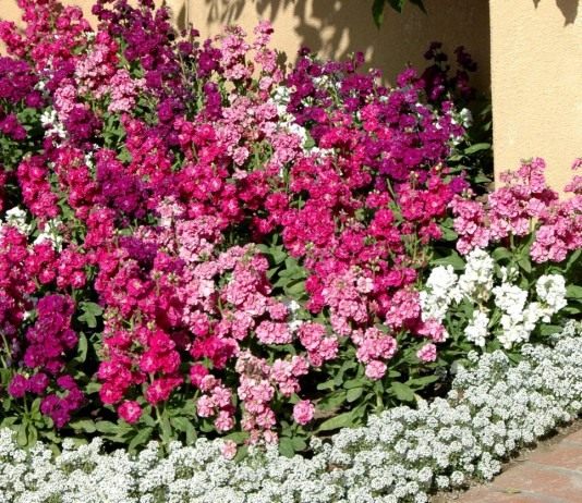 Левкой седой, или Левкой сизый, или Маттиола седая (лат. Matthiola incana)