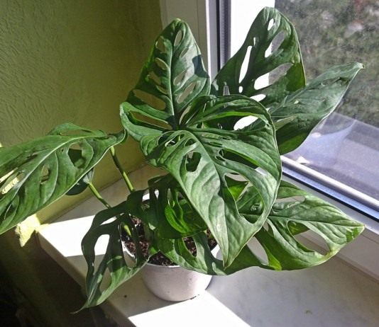 Монстера — необычное «чудовище» - Комнатные растения Монстера косая