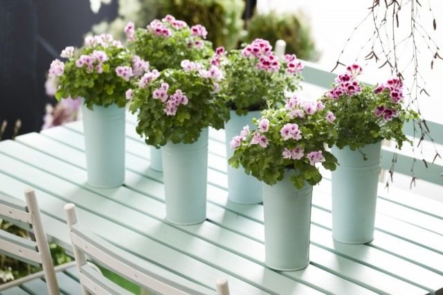 Пеларгония (Pelargonium)