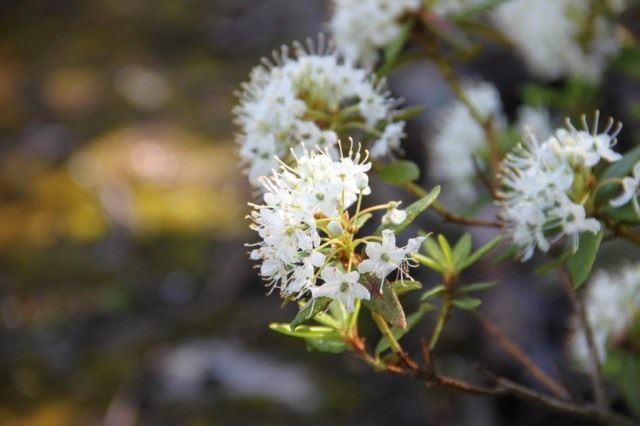 Рододендрон Толмачёва, или Багульник крупнолистный (Ledum macrophyllum)
