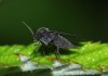 Сциарида (Sciaridae), или Листовой комарик, или Детритница, или Почвенный комарик, или цветочная мошка