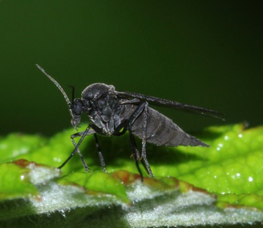 Сциарида (Sciaridae), или Листовой комарик, или Детритница, или Почвенный комарик, или цветочная мошка