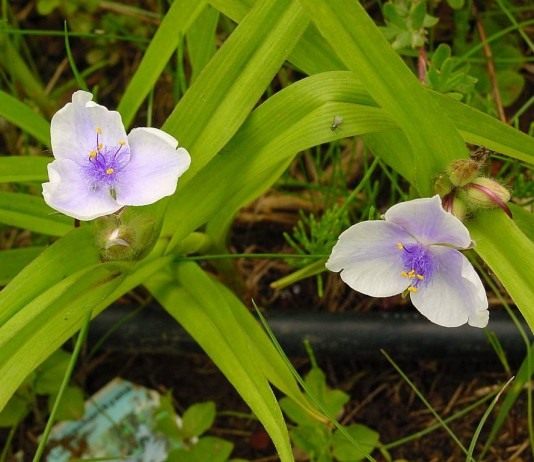 Традесканция Андерсона ‘Osprey’ (лат. Tradescantia х andersoniana).