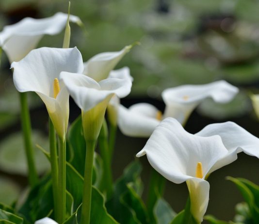 Каллы — нежное покрывало