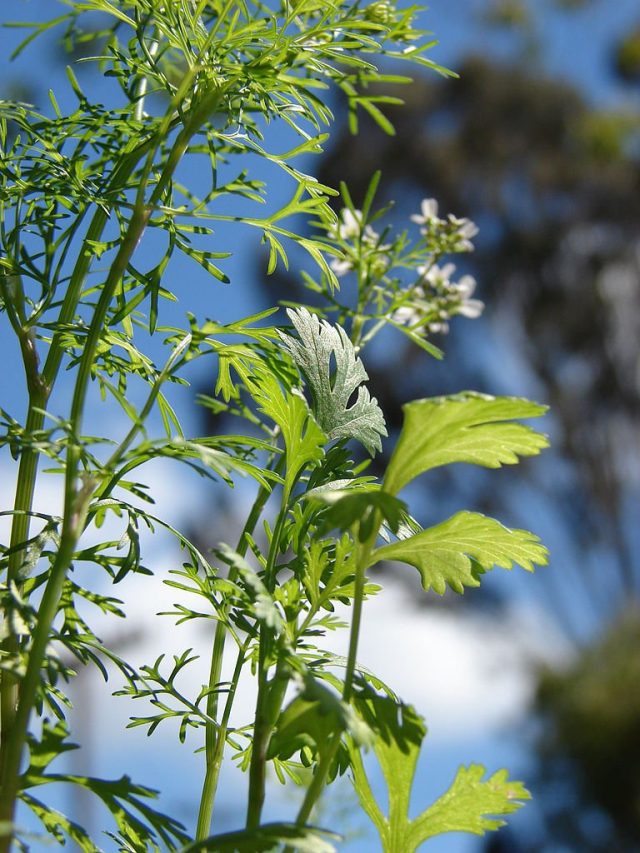 Кориандр, или кинза (Coriandrum sativum) Кориандр, или кинза (Coriandrum sativum)