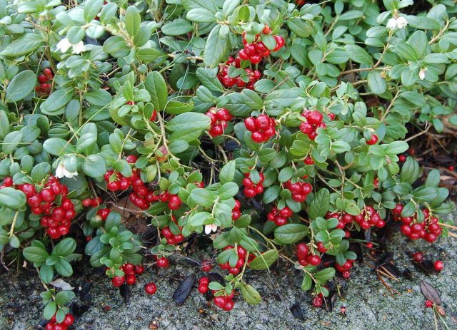 Брусника (лат. Vaccinium vitis-idaea) Брусника (лат. Vaccinium vitis-idaea)