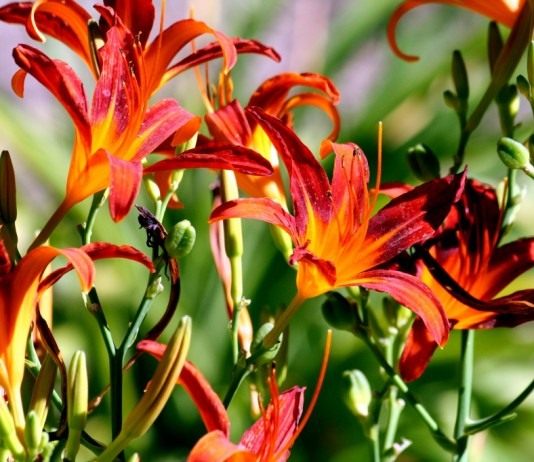 Лилейник в ботаническом саду Мадрида