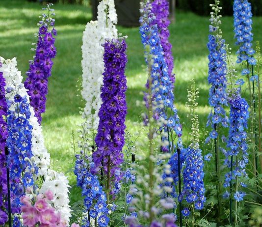 Дельфиниум, или цветок-легенда