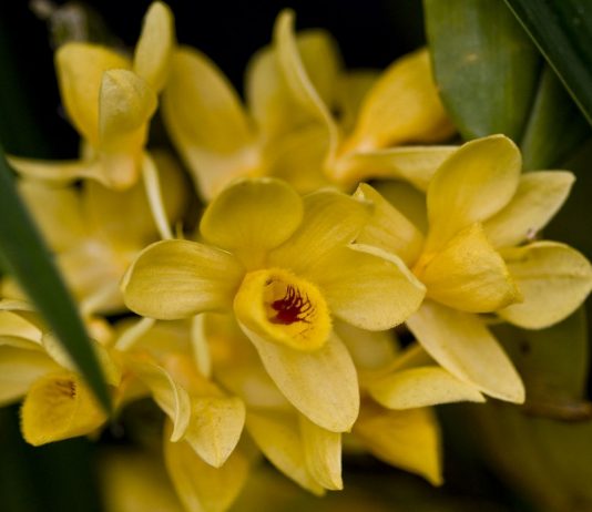 Дендробиум (Dendrobium)