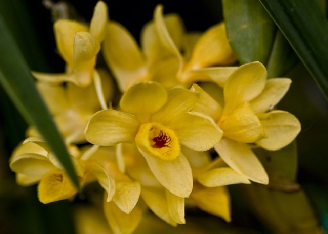 Дендробиум (Dendrobium)