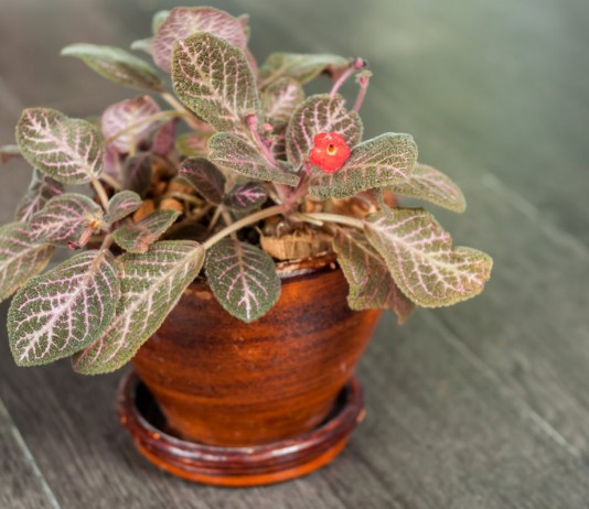 Эписция — фиолетовое пламя - Комнатные растения Эписция медно-красная (Episcia cupreata)